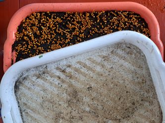 zakryti seminek redkvicka rose microgreens